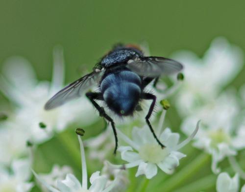 Réf. 271 211 : Epicampocera succincta